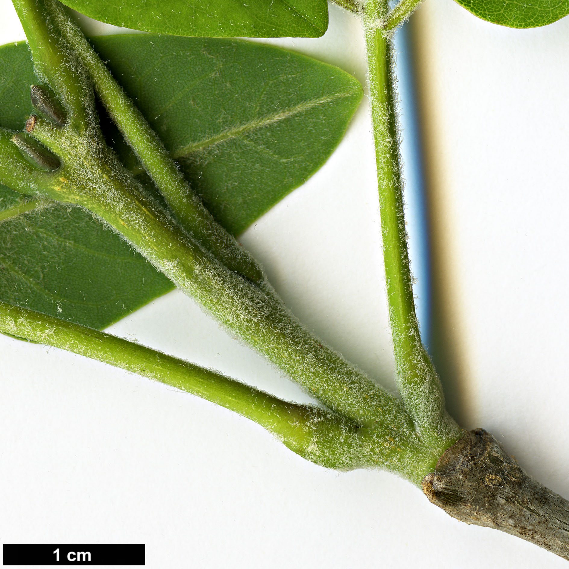 High resolution image: Family: Fabaceae - Genus: Maackia - Taxon: floribunda